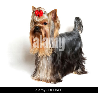 Yorkshire terrier si erge su sfondo bianco Foto Stock