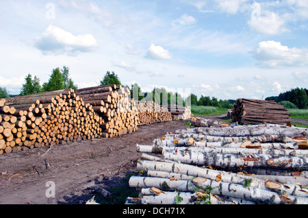 Pino, abete e legno di betulla Logs impilati sul campo nei pressi di foresta Foto Stock