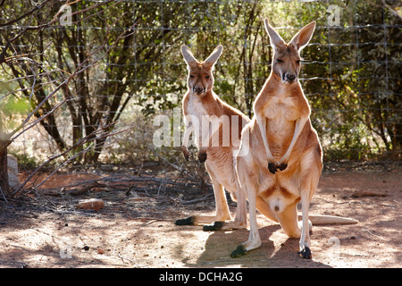 Kangaroo (Macropus Rufus) presso il Parco del Deserto Alice Springs, Australia Foto Stock