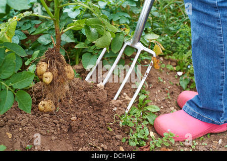 La donna lo scavo fino alle patate di primizia in un riparto Rugby Warwickshire, Regno Unito Foto Stock