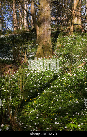 Anemone legno cresce in boschi di latifoglie in primavera Crieff Perthshire Scozia Scotland Foto Stock