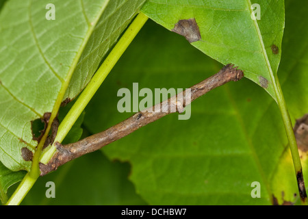 In quercia pallido bellezza, Caterpillar, aschgrauer rindenspanner, raupe, mimese, tarnung, hypomecis punctinalis, boarmia punctinalis Foto Stock