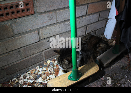 Gatto randagio sleeping Foto Stock