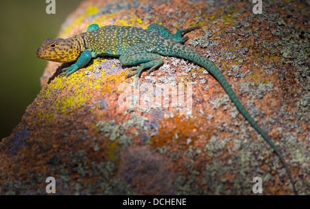 Lucertola a collare in Wichita Mountains National Wildlife Refuge in Lawton, Oklahoma Foto Stock
