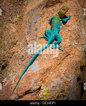 Lucertola a collare in Wichita Mountains National Wildlife Refuge in Lawton, Oklahoma Foto Stock