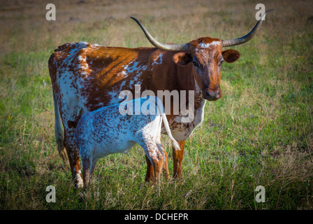 Longhorn bovini a Wichita Mountains National Wildlife Refuge, Lawton, Oklahoma Foto Stock