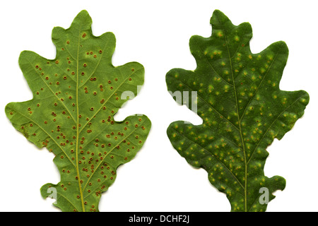 Pulsante di seta Spangle Gall, Neuroterus numismalis, Cynipidae, Hymenoptera. Gall wasp galli su una foglia di quercia. Foglia sinistra inferiore. Foto Stock