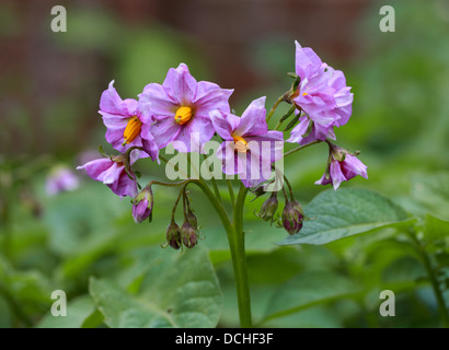 Fiori di patata, Solanum tuberosum, solanacee. Foto Stock