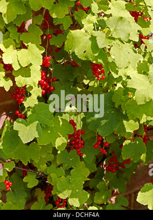 Ribes rosso (o ribes rosso) Frutta, Ribes rubrum, Grossulariaceae Foto Stock