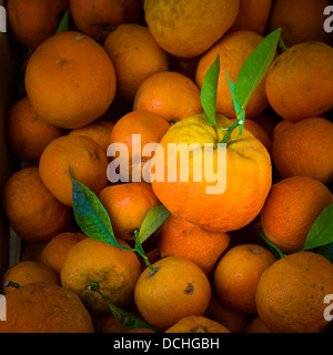 Albero fresche arance mature per la vendita in Saint-Paul-de-Vence nel sud della Francia Foto Stock