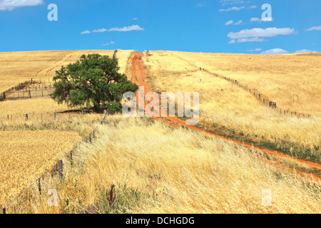 Coltivazione di frumento nella metà del nord del Sud Australia Foto Stock