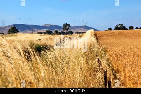 Coltivazione di frumento nella metà del nord del Sud Australia Foto Stock