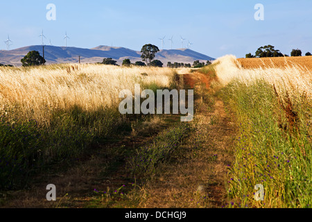 Coltivazione di frumento nella metà del nord del Sud Australia Foto Stock