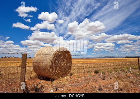 Coltivazione di frumento nella metà del nord del Sud Australia Foto Stock