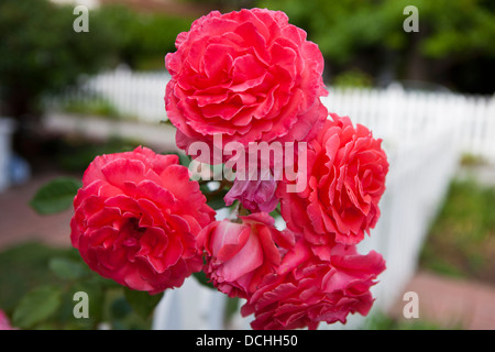 Un mazzo di rose rosa che crescono lungo un white Picket Fence. Foto Stock