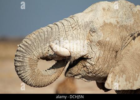 Elefante africano (Loxodonta africana) coperto di fango, il Parco Nazionale di Etosha, Namibia Foto Stock