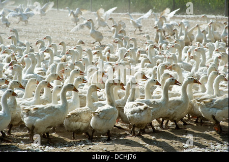 Bianco oca domestica farm nel nord est della Polonia Foto Stock