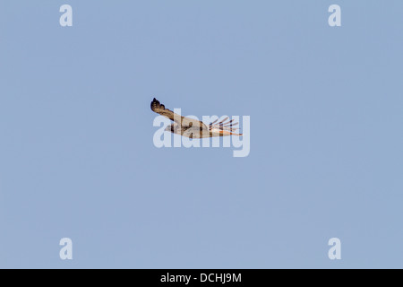 Red-tailed Hawk (Buteo jamaicensis) In volo soaring raptor, in cerca di cibo, St. Mary's River, Cranbrook, British Columbia Foto Stock