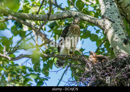 Sharp-shinned Hawk (Accipiter striatus) Madre appollaiato accanto a nido con bambino piccolo nel suo nido. Attons Lake Provincial Park Foto Stock