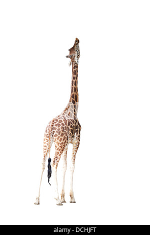 giraffa Foto Stock