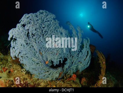 Una molto rara e mare blu ventola, Acanthogorgia sp., che si trova al di sotto di 45 metri di profondità, con subacqueo in background, Gorontalo, Indonesia. Foto Stock