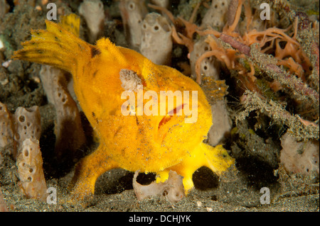 Rana pescatrice (Antennarius sp.), giallo/arancione con varietà di grande richiamo, a bocca aperta, Lembeh strait, Indonesia. Foto Stock