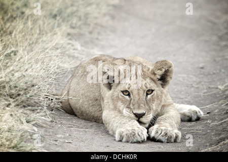 Giovani lion cub.Panthera leo Serengeti National Park . Tanzania Foto Stock