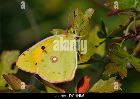 Offuscato giallo Butterfly - Colias croceus femmina sul lato inferiore Biancospino Foto Stock