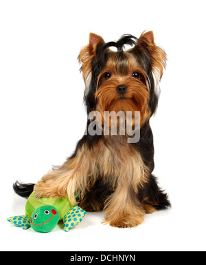 Giovani Yorkshire Terrier con sorridente giocattolo di rana Foto Stock