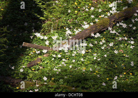 Anemone legno cresce in boschi di latifoglie in primavera Crieff Perthshire Scozia Scotland Foto Stock