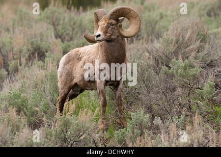 Foto di stock di una montagna rocciosa bighorn ram in estate, il Parco Nazionale di Yellowstone Foto Stock