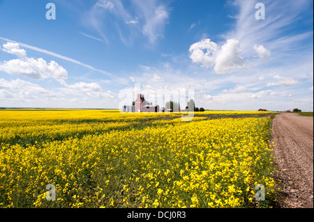 Fattorie Blais ascensore nel campo di canola Foto Stock