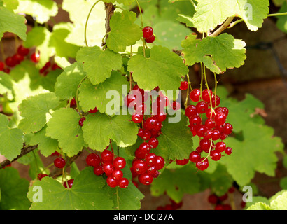 Ribes rosso (o ribes rosso) Frutta, Ribes rubrum, Grossulariaceae Foto Stock