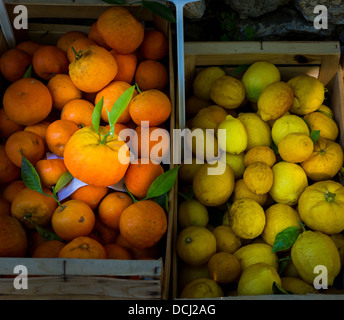 Freschi maturi alberi di arance e di limoni in vendita in Saint-Paul-de-Vence nel sud della Francia Foto Stock