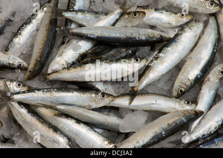 sardine Foto Stock