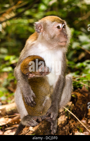 La madre e il bambino lunga coda di scimmie macaco nella foresta Foto Stock