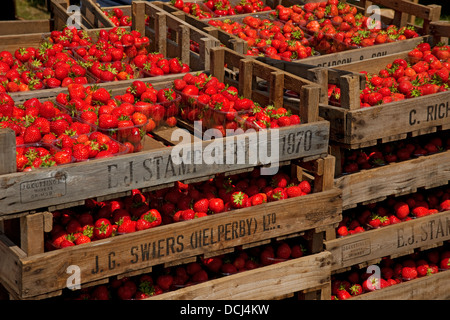 Primo piano di casse scatole punnet di raccolto fresco di fragole inglesi inglesi in vendita in una bancarella di mercato in estate Inghilterra Regno Unito Gran Bretagna Foto Stock