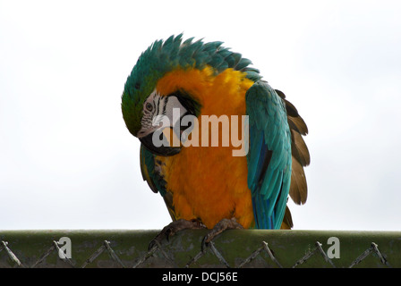 Colore luminoso pappagallo seduto su una recinzione Foto Stock