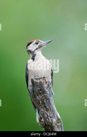 Il novellame di Picchio rosso maggiore (Dendrocopos major) appollaiato sul ramo vecchio contro lo sfondo di colore verde Foto Stock