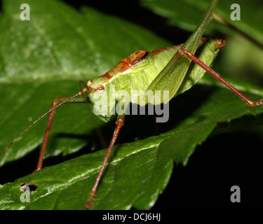 Close-up di un maschio screziato bush-cricket (Leptophyes punctatissima) Foto Stock