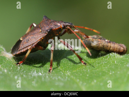 Chiudere fino alla foresta bug (Pentatoma rufipes) alimentazione su un caterpillar Foto Stock