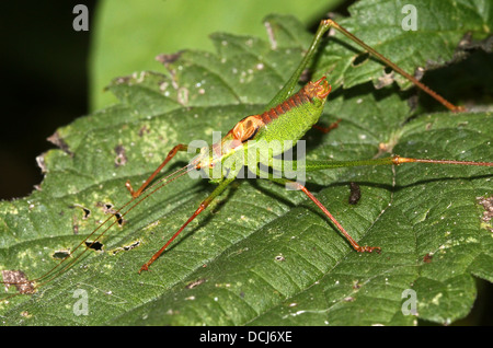 Close-up di un maschio screziato bush-cricket (Leptophyes punctatissima) Foto Stock
