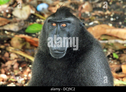 Ritratto di un macaco nero/Celebes macaco crestato (Macaca Nigra), Tangkoko, Indonesia Foto Stock