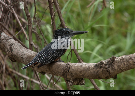 Giant Kingfisher Foto Stock