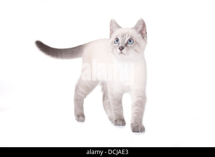 Bellissimi occhi blu Siamese gattino, isolato su bianco Foto Stock