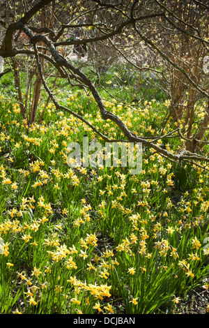 Narcissus 'Jumblie' lungo una delle passeggiate boschive ad RHS Wisley in marzo. Questa pianta ha la RHS Award del giardino merito (AGM) Foto Stock