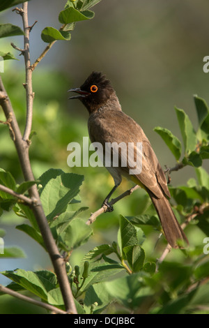 Africa bulbul redeyed Foto Stock