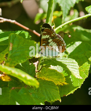 White Admiral butterfly al resto che mostra la parte inferiore del parafango Foto Stock