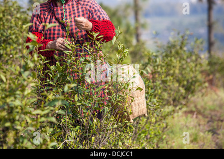 I lavoratori di sesso femminile sono attenti a prelevare il tè nel giardino del tè Foto Stock