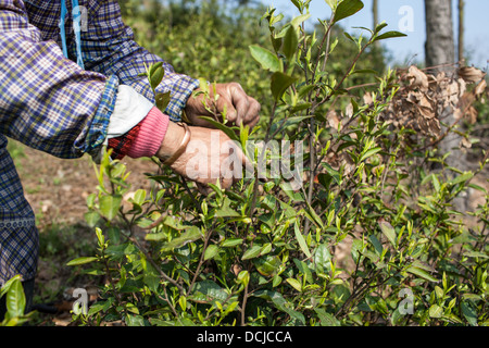 I lavoratori di sesso femminile sono attenti a prelevare il tè nel giardino del tè Foto Stock